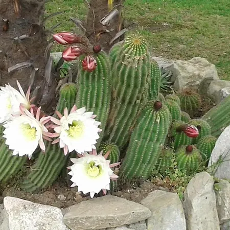 Al Giglio D'oro 3* Ruvo del Monte